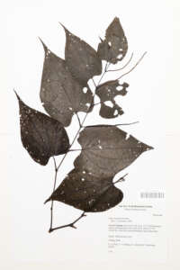 10_A4 Herbier 1
