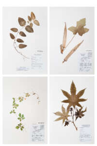 12_herbier
